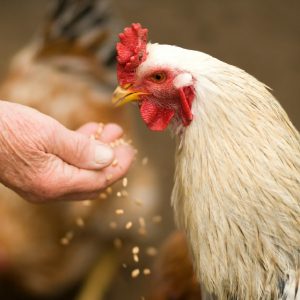 Nutrición Animal | Química Básica